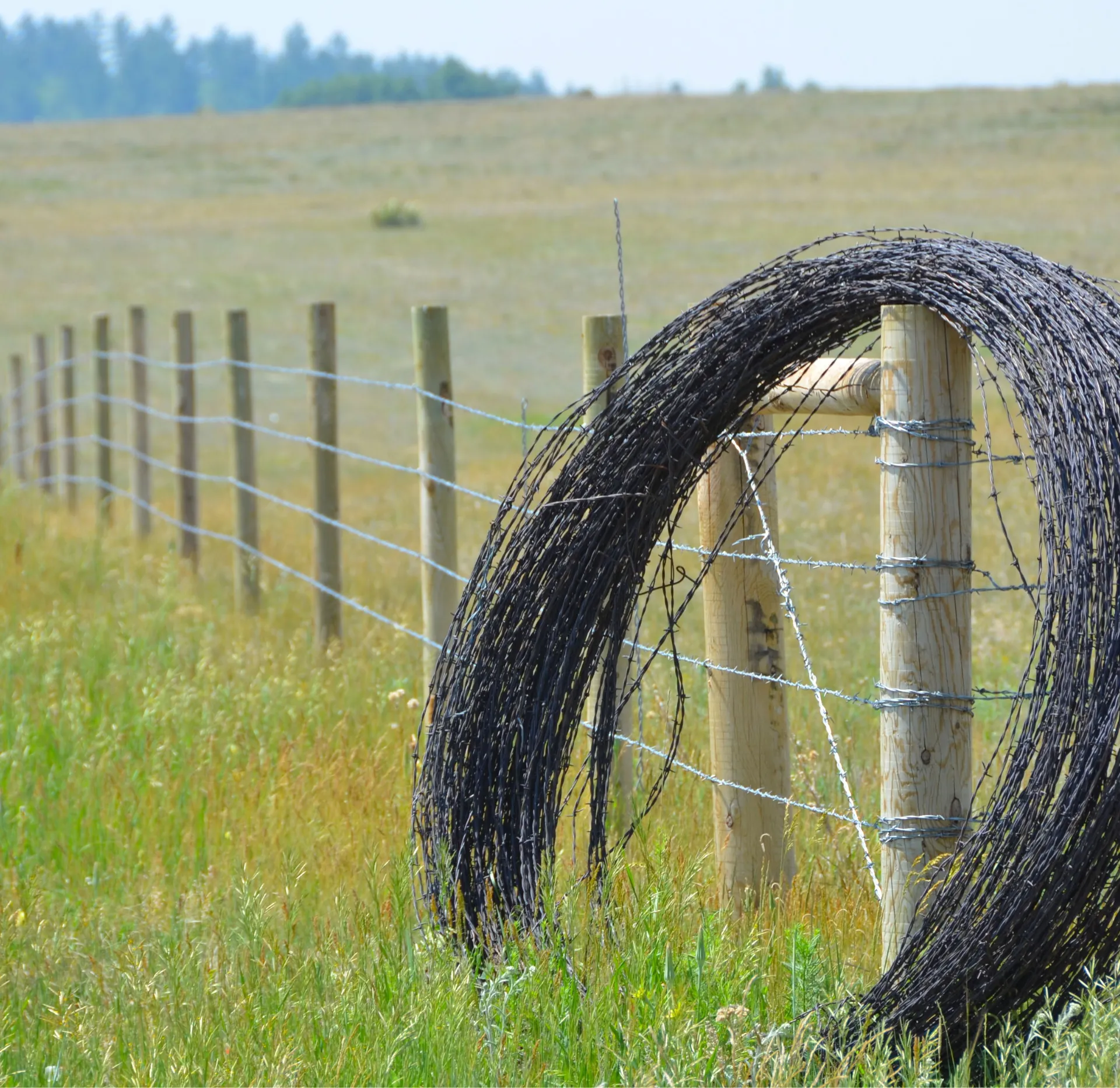 barbed wire fence on farm